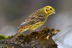 Yellowhammer