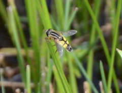 Progasta trepetavka - Helophilus pendulus