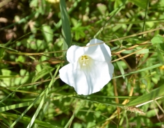 Hedge bindweed