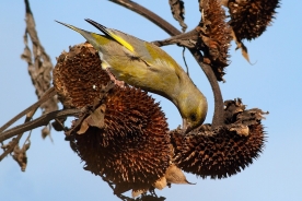 European greenfinch 