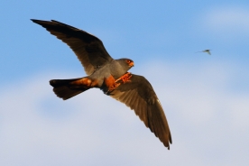 Red-footed falcon 