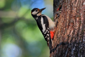 Great spotted woodpecker 