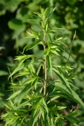 Canada goldenrod