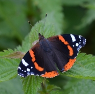 Red admiral