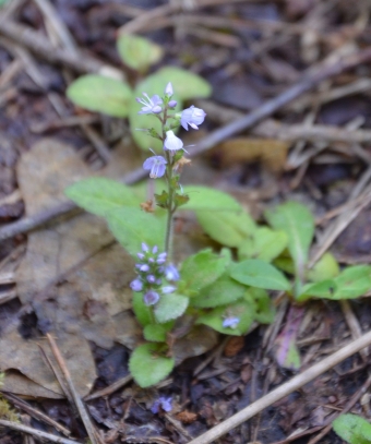 Polegli jetičnik  - Veronica prostrata L.