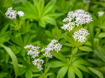 Stellina odorosa