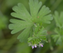 Small-flowered crane's-bill