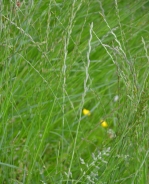 Loietto perenne