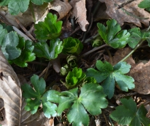 Navadni ženikelj (Sanicula europaea)