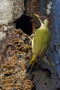 European green woodpecker 