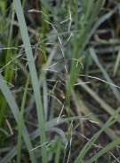 Gramignone minore