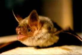 The Greater Mouse-Eared Bat 