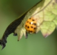 22-spot ladybird