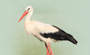 White Stork 