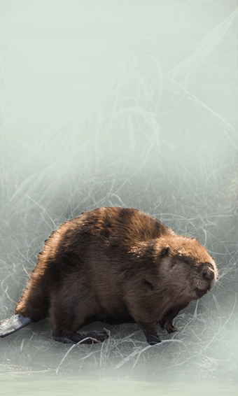 The Eurasian Beaver or European Beaver 