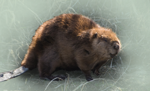 The Eurasian Beaver or European Beaver 