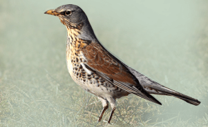 The Fieldfare 