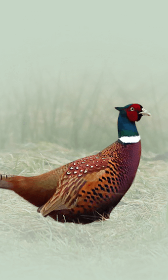 The common pheasant 