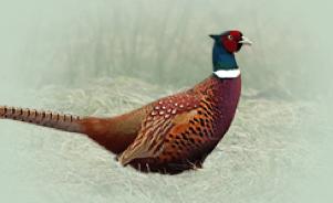 The common pheasant 