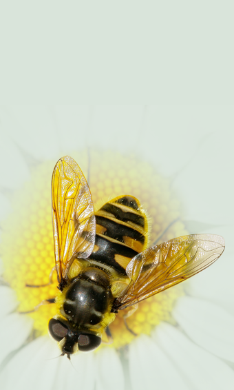 Common drone fly
