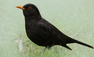 The Common Blackbird 