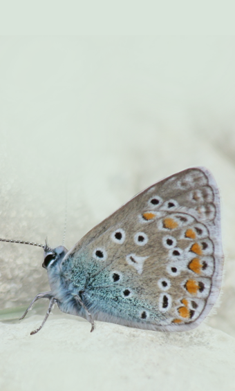 Lepi argus – Lysandra bellargus
