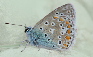 Lepi argus – Lysandra bellargus