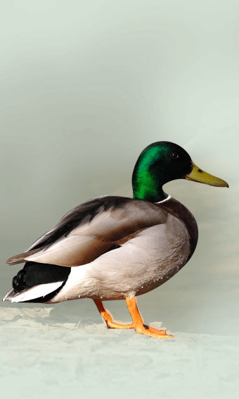 Il germano reale 