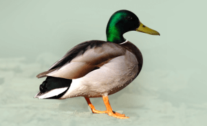 The Mallard 