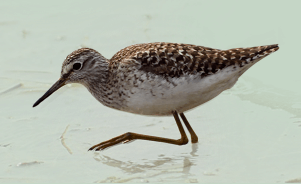 The Common Sandpiper 