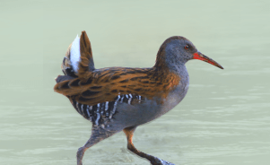 The Water Rail 