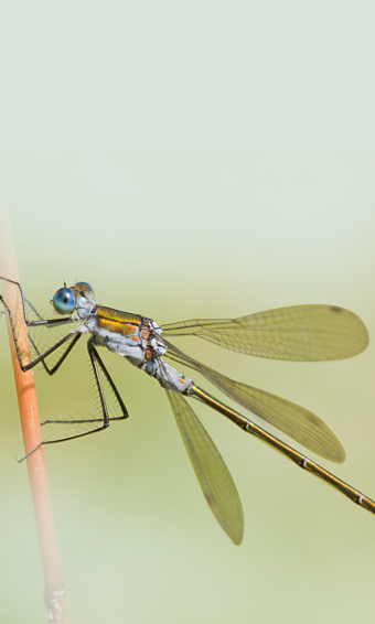 Emerald damselfly