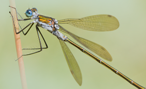 Emerald damselfly