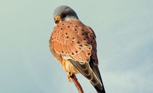 The Common Kestrel 