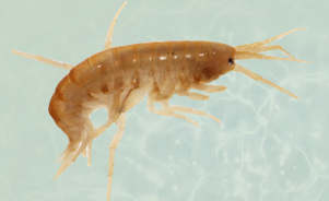 The Common Freshwater Shrimp 