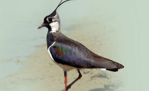 The Northern Lapwing 