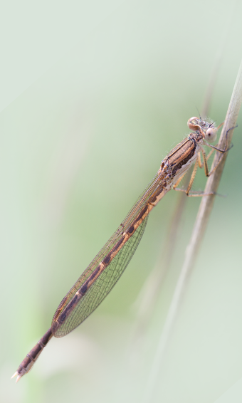 Prisojni zimnnik – Sympecma fusca
