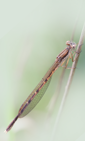 Common winter damselfly