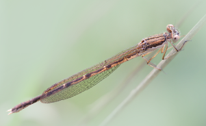 Common winter damselfly