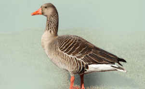 The Greylag Goose 