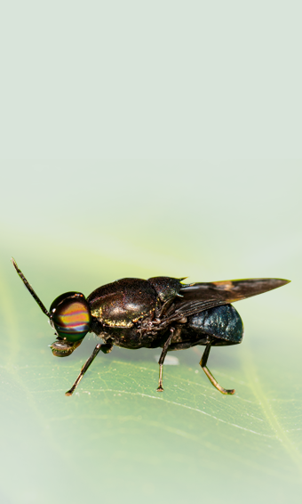 Stratiomida – Choromyia formosa