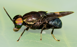 Stratiomida – Choromyia formosa