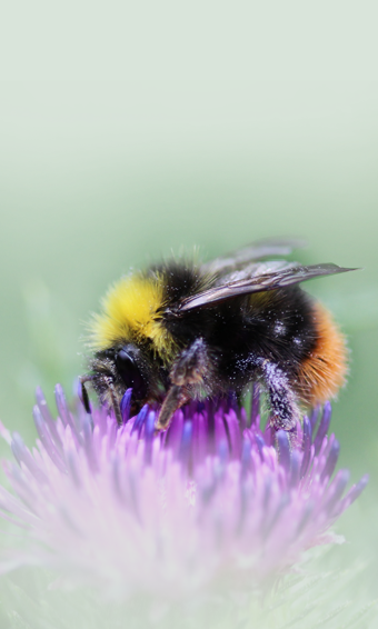 Early bumblebee
