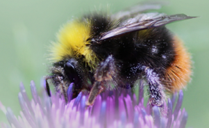 Travniški čmrlj – Bombus pratorum