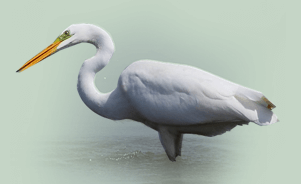 The Great Egret/The Great White Heron 