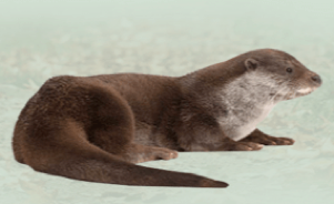 The Eurasian Otter 