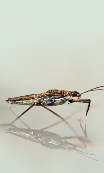 Vodni drsalec – Gerris sp.