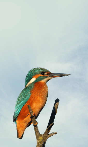 Il martin pescatore comune 