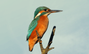 The Common Kingfisher/Eurasian Kingfisher/River Kingfisher 