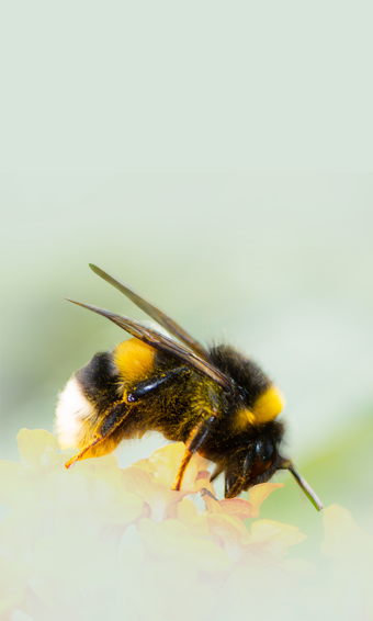 Vestal cuckoo bumblebee